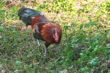 Kızıl Orman Kuşu çim ormanında yürüyor. Kızıl Orman Kuşu 'nun doğadaki ana besin kaynağı böceklerdir. Yerdeki küçük hayvanlar