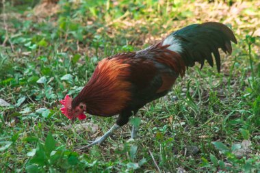 Kızıl Orman Kuşu çim ormanında yürüyor. Kızıl Orman Kuşu 'nun doğadaki ana besin kaynağı böceklerdir. Yerdeki küçük hayvanlar