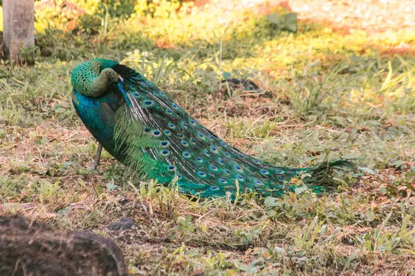 Stock image Peacock walks to find food in the grass.