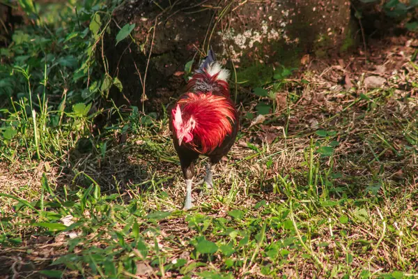 Red Junglefowl walks in the grass forest.Red Junglefowl's main diet in the wild is insects. small animals on the ground