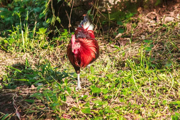Red Junglefowl walks in the grass forest.Red Junglefowl\'s main diet in the wild is insects. small animals on the ground