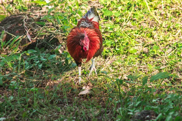 Red Junglefowl walks in the grass forest.Red Junglefowl\'s main diet in the wild is insects. small animals on the ground