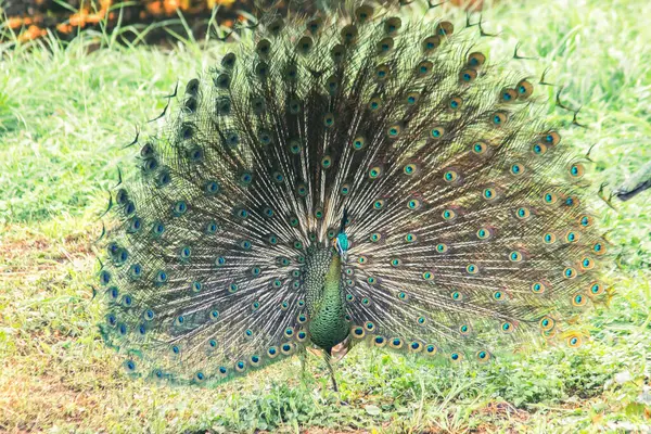 The peacock spreads its tail,The peacock spreads its tail and is considered unique to the male peacock. To get the attention of the female peacock