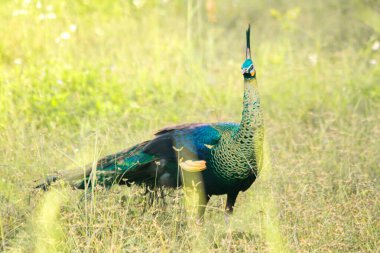 Tavuskuşu çimenlerde yürüyor