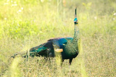 Tavuskuşu çimenlerde yürüyor
