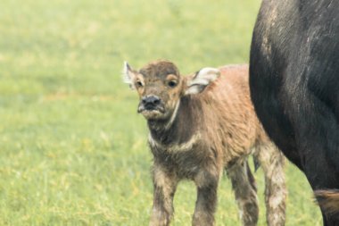 Yavru bir bufalo tarlada yürüyor ve ot yiyor..