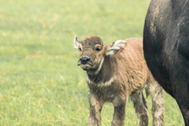 Yavru bir bufalo tarlada yürüyor ve ot yiyor..