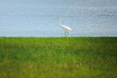 Akbalıkçıllar suda yiyecek arar.