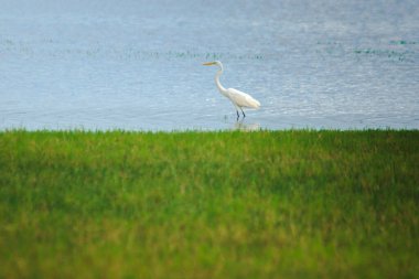 Akbalıkçıllar suda yiyecek arar.