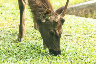 Vahşi geyik çim yeme