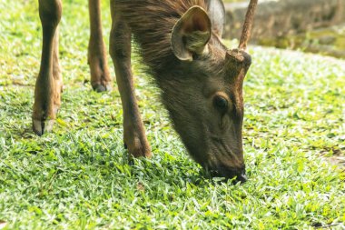 Vahşi geyik çim yeme