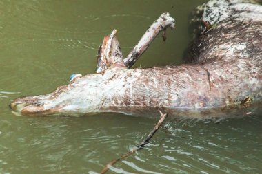 Ölü bir geyiğin cesedi suda yüzüyor. Ölü bir geyiğin cesedi suda yüzer ve çürümeye başlar..