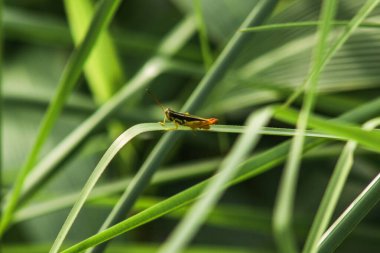Yaprağın üzerinde küçük çekirge