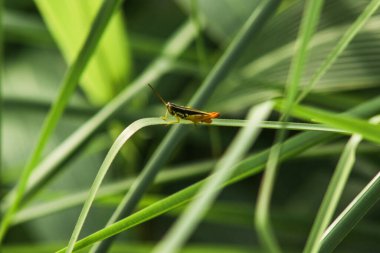 Yaprağın üzerinde küçük çekirge