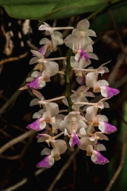 Branc 'ta mor orkide.