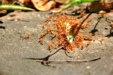 Birçok kırmızı karınca bir solucanı ısırıp yer. Kırmızı karıncalar avı sürüklemek için bir araya gelirler..