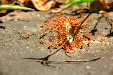 Birçok kırmızı karınca bir solucanı ısırıp yer. Kırmızı karıncalar avı sürüklemek için bir araya gelirler..