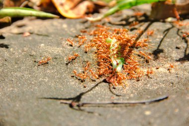 Birçok kırmızı karınca bir solucanı ısırıp yer. Kırmızı karıncalar avı sürüklemek için bir araya gelirler..