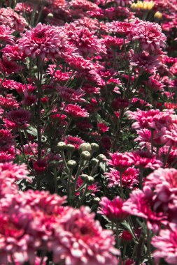 Kasımpatı, eski adıyla Dendranthemum pembe çiçek tarlaları kışı karşılamak için