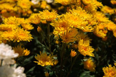 Kasımpatı, eski adıyla Dendranthemum Sarı çiçek tarlaları kışı karşılamak için