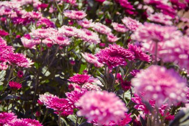 Kasımpatı, eskiden Dendranthemum 'du. Kışa hoş geldin demek için kırmızı çiçek tarlaları.
