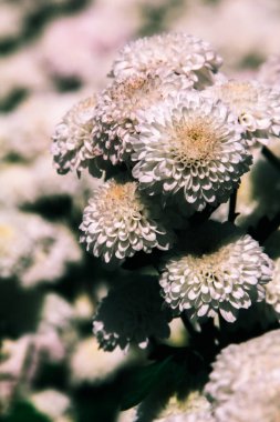 Eskiden Dendranthemum olan kasımpatı kışı karşılamak için açan beyaz çiçek tarlaları.