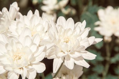 Kasımpatı, eski adıyla Dendranthemum pembe çiçek tarlaları kışı karşılamak için