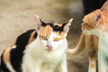 Calico kedisi üç renk kürklü bir ev kedisidir.
