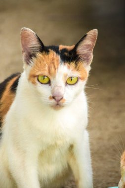 Calico kedisi üç renk kürklü bir ev kedisidir.