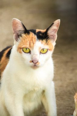 Calico kedisi üç renk kürklü bir ev kedisidir.