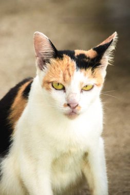 Calico kedisi üç renk kürklü bir ev kedisidir.