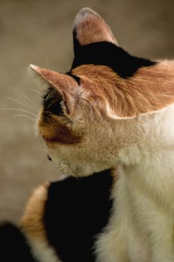 Yavru kedi geriye bakıyor, kedi şüpheli bir hayvan.