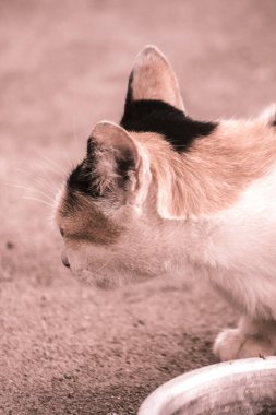 Yavru kedi geriye bakıyor, kedi şüpheli bir hayvan.