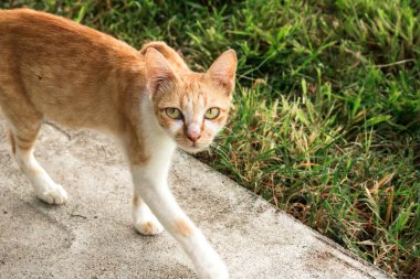 Turuncu bir kedi önündekine bakarak yanından geçiyor..