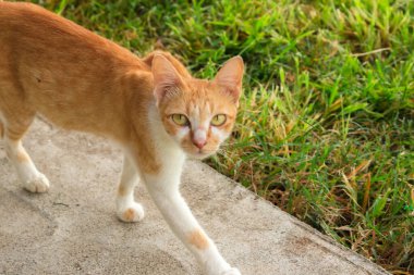 Turuncu bir kedi önündekine bakarak yanından geçiyor..