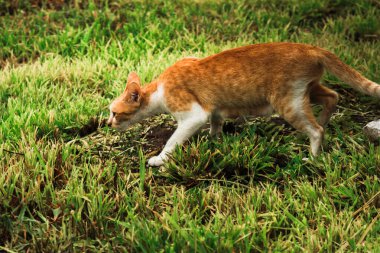 Turuncu bir kedi çimenlerde yürüyor, yiyecek arıyor.