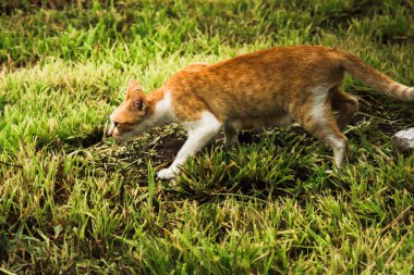 Turuncu bir kedi çimenlerde yürüyor, yiyecek arıyor.