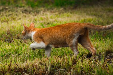 Turuncu bir kedi çimenlerde yürüyor, yiyecek arıyor.