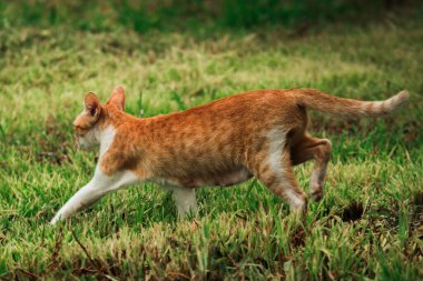 Turuncu bir kedi çimenlerde yürüyor, yiyecek arıyor.