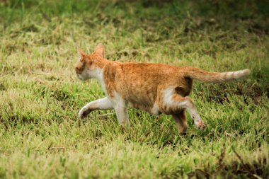 Turuncu bir kedi çimenlerde yürüyor, yiyecek arıyor.