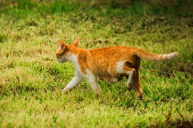 Turuncu bir kedi çimenlerde yürüyor, yiyecek arıyor.
