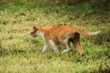 Turuncu bir kedi çimenlerde yürüyor, yiyecek arıyor.
