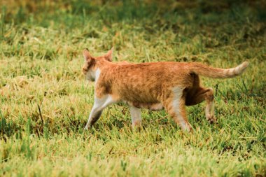 Turuncu bir kedi çimenlerde yürüyor, yiyecek arıyor.