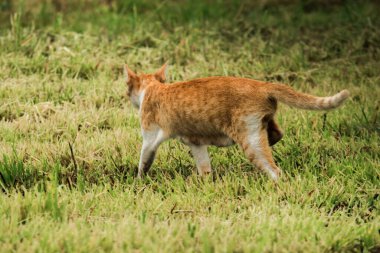 Turuncu bir kedi çimenlerde yürüyor, yiyecek arıyor.