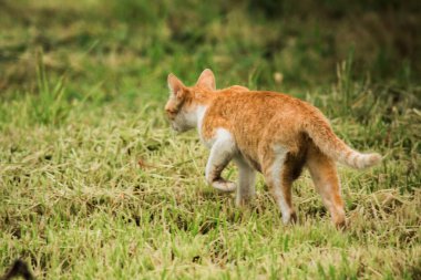 Turuncu bir kedi çimenlerde yürüyor, yiyecek arıyor.