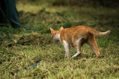 Turuncu bir kedi çimenlerde yürüyor, yiyecek arıyor.