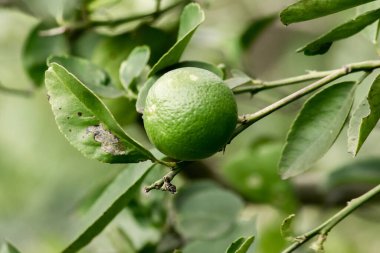 Limon, yeşil meyve, ekşi tat, Citrus cinsinden sınıflandırılmış bir bitkidir.