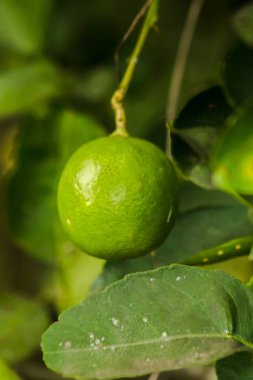 Limon, yeşil meyve, ekşi tat, Citrus cinsinden sınıflandırılmış bir bitkidir.