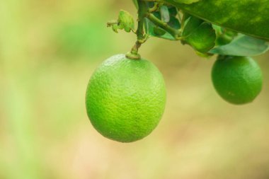Limon, yeşil meyve, ekşi tat, Citrus cinsinden sınıflandırılmış bir bitkidir.