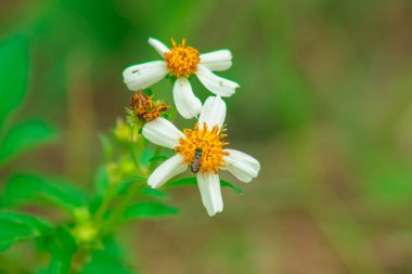Bibialba yol kenarı güzel çiçek açıyor. Bibialba ama çiçekler kuruysa, keskin çatalları olan ve kıyafetlerine yapışan sert tohum sapları olacaklar..